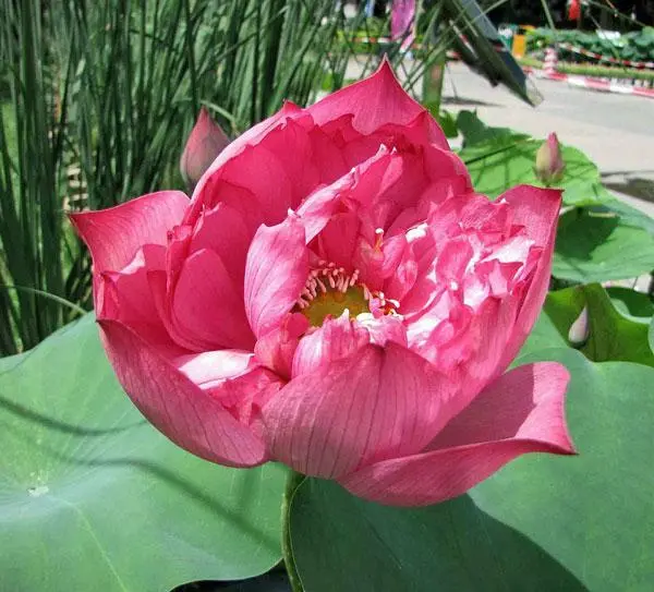 Nelumbo Nucifer Red Sacred Red Lotus 5 Seeds Fresh Garden - £42.16 GBP