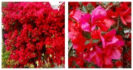 SAN DIEGO RED Well Rooted Live Bougainvillea starter/plug plant - £36.87 GBP