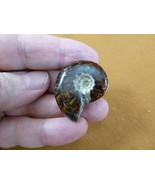 (F415-1) 1-1/4&quot; Ammonite fossil ammonites extinct marine molluscs shell ... - $10.39