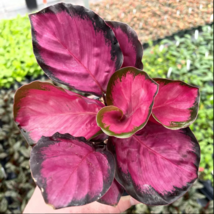 25+ Seeds Pink Rosy Calathea Couture Flower Indoor or Outdoor Beautiful Plant - £4.09 GBP