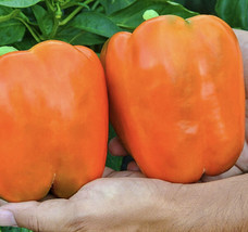 Golden California Wonder Sweet Bell Pepper Organic Heirloom 20 Seeds USA Seller  - £6.17 GBP