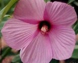 Hibiscus Lasiocarpus Rose Mallow Seeds Beautiful Garden - $13.97