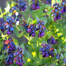 Honeywort Blue Shrimp Plant Blue Wax Flowers &#39;Purpurascens&#39; Cerinthe Maj... - £7.75 GBP