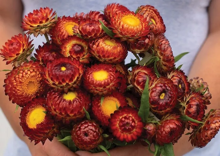 100 Seeds Strawflower Copper Red - £7.82 GBP