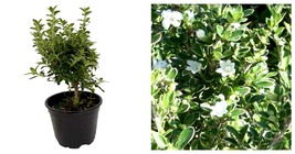 4&quot; Pot - Variegated Japanese Snow Rose Serissa - House Plant or Bonsai - £43.11 GBP