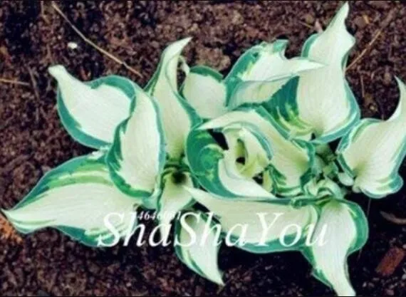 200 Seeds Hosta Perennials Milky White With Green Edge Leaves - £7.39 GBP