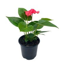 Anthurium Pink, Flamingo Lily, andraeanum Linden ex Andr? painter&#39;s palette  - £11.64 GBP