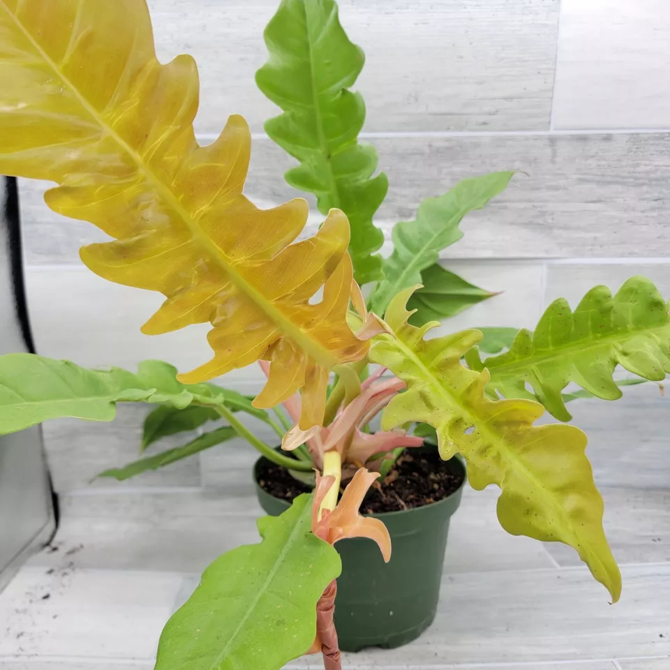 philodendron golden crocodile, Golden Saw Philodendron House Plants - in... - $42.00