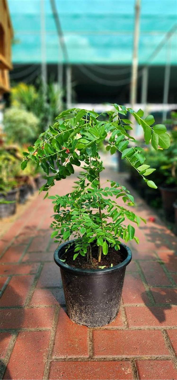 Ceylon Curry Leaf Plant Murraya Koenigii, 50 SEEDS D