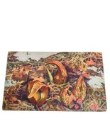 Postcard Skunk Cabbage Symplocarpus foetidus Plant Unposted - $7.70 CAD