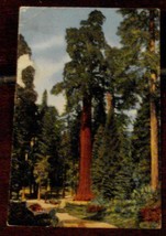 Vintage Color Tone Postcard, The California Tree, Kings Canyon National Park, CA - £3.09 GBP