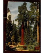 Vintage Color Tone Postcard, The California Tree, Kings Canyon National ... - $3.95