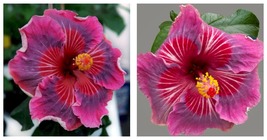 Tropical Hibiscus Me Oh My OH Small Rooted Starter Plant Ships Bare Root - £50.95 GBP