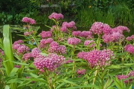 HSE VANCEFELKEL Swamp Milkweed Seeds for Monarch Butterflies 200 Pcs Swamp Milkw - £14.60 GBP