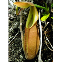 Nepenthes Bongso Pitcher Plant 10 Seeds - $10.25