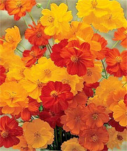 BStore 300 Seeds Bright Lights Cosmos Mix Mixed Colors Red Orange Yel Bipinnatus - £7.42 GBP