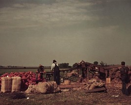 Grading and packing onions Rice County Minnesota 1939 Photo Print - $8.81+