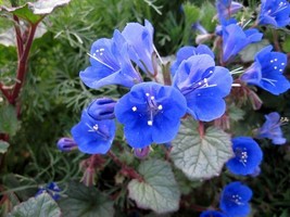 California Bluebell (Phacelia Campanularia) 100 Flower Seeds - £6.17 GBP