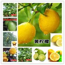 20 SEEDS LEMON LIME for germination garden bed plant tree citrus green yellow - £5.62 GBP