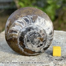 Button goniatite gonioclymenia fossil, morocco, devonian - £16.25 GBP