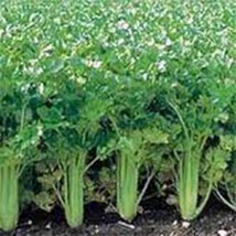 Celery Seed Utah Tall 25 Seeds For Gardening Fresh Seeds Gardening - $3.38