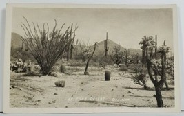 Arizona Desert Real Photo Postcard P3 - £6.35 GBP