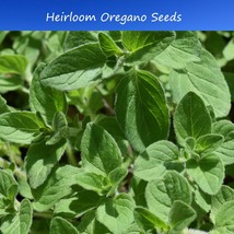 New Fresh Herb Seeds Oregano Vulgare 100 Seeds Aromatic Herb Potted Plan... - £12.44 GBP