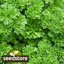 Forest Green Parsley Seeds 1,200 Seeds - $6.89