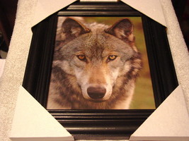 WOLF 11X13 MDF FRAMED PICTURE ( BLACK COLOR FRAME ) - £24.49 GBP