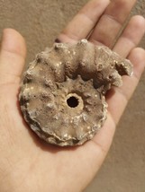 Very Rare Euaspidoceras Ammonite Fossil – Authentic Callovian  MoroccoFo... - $490.19 MXN