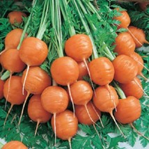 USA Seller Mpb#5 Parisian Carrot Seeds Vegetable Seeds 300 Seeds - £14.57 GBP