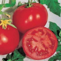 Campbell 33 Tomato Seeds Organic Fresh Gardening USA Seller - $5.96