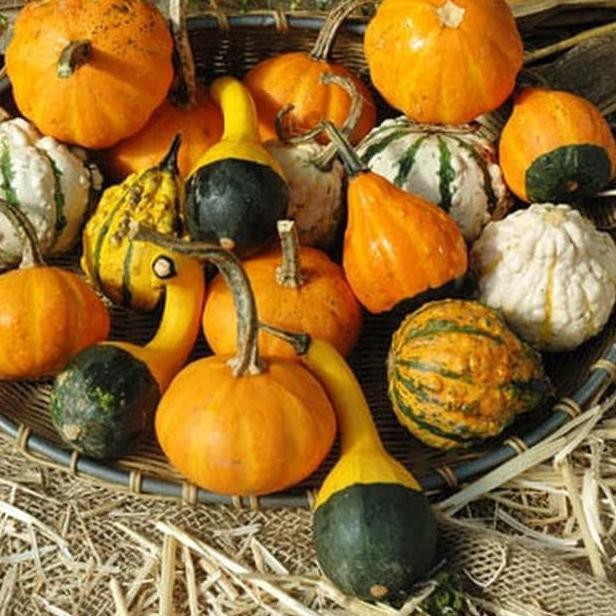 Primary image for Gourds Seeds - Small Mix  -Yard, Garden & Outdoor Living - Free Shipping