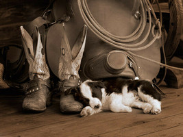 Cowboy Puppy by Robert Dawson  Cowboy Gear Boots Rope Saddle Art Print 1... - £37.99 GBP