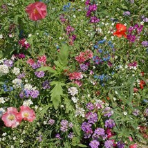 Partial Shade Wildflower Mix Seeds 200+ Colorful Mixture Annual Perennial  From  - £5.60 GBP