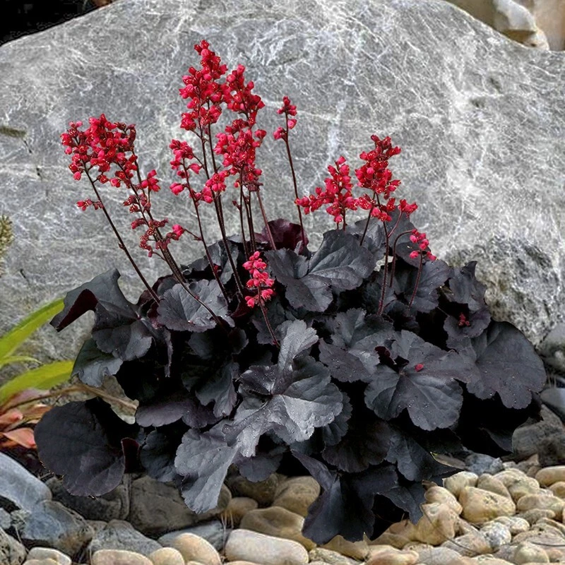 15+ Seeds Heuchera Black Forest Cake house plant-  garden- flowers - $11.39