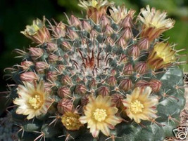 Item image 1 image 1