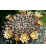 FMG Mammillaria Uncinata Exotic Flowering Cacti Globular Cactus Seed 100... - $34.35 CAD