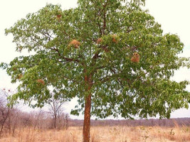 Garden Store 50 Seeds Store Swietenia Mahogani Mahogany Timber Big Tree Bonsai R - £23.21 GBP