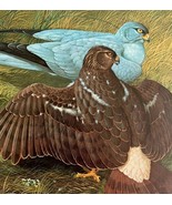 Marsh Hawk Hen Harrier Art Print Color Plate Birds Of Prey Vintage 1979 ... - €30,18 EUR