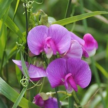 Magnolia Blossom Snap Pea Seeds Vegetable Seeds Seed Packets Beautiful Blooms Ga - $12.34