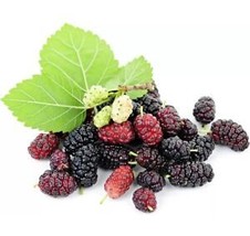 SEPTH 25 Mulberry Seeds Morus Rubra Tx Usa Fruit Tree Sweet Edible Fragrant Easy - £3.35 GBP