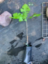 Hybrid Swamp x Bur Oak Quercus x schuettei, grafted 1 year old tree - $65.00
