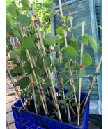 2-3 ft. Che Seedless plant, Chinese Mulberry 1 year old, grafted, Cudrania - $101.01 CAD