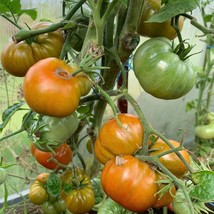Exotic Tomato Gnome Pit Viper Seeds - 5 Count, Cultivate Rare Tomatoes at Home,  - £5.59 GBP