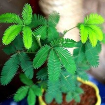 200 seeds Sensitive Plant Grass Flower Bonsai - $10.65