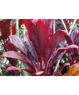 HAWAIIAN RED TI LEAF PLANT 10 PK  20 LOGS ~ GROW HAWAII - $169.99