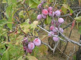 2-3 year old Wild Plum (Prunus americanum) - Garden &amp; Outdoor Living - £70.52 GBP