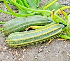 BStore 1 Oz Cocozelle Zucchini Seeds Organic Heirloom Squash Garden Container - £14.05 GBP