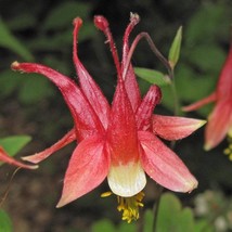 Wild Columbine Seeds Fresh Organic Aquilegia Canadensis Seeds Red Outdoor Flower - $7.98